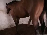 Horse Fucks Hot Blonde - Full @ bit